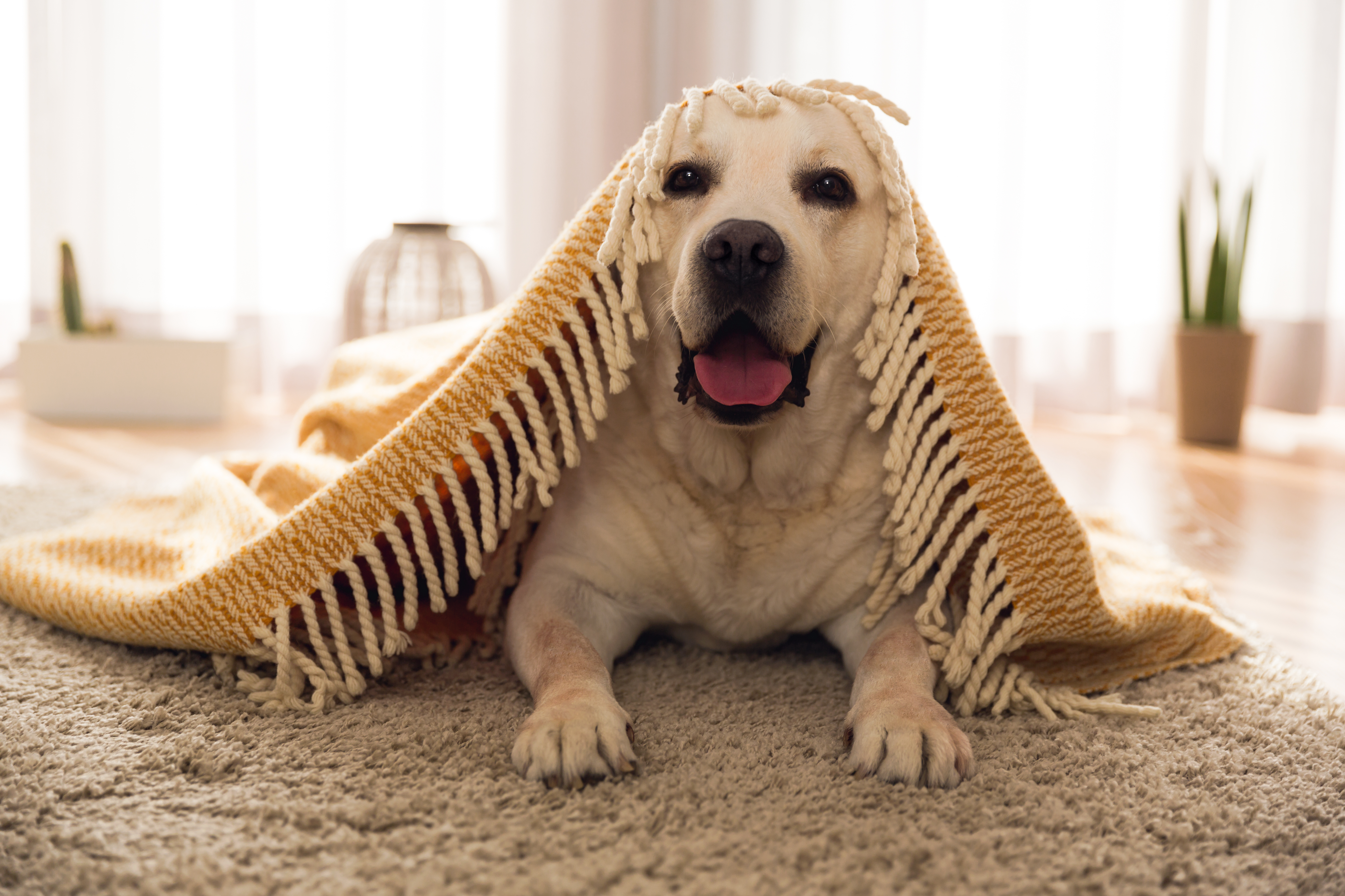 Le massage canin : bien plus qu'une simple caresse